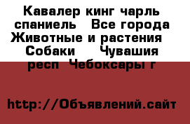 Кавалер кинг чарль спаниель - Все города Животные и растения » Собаки   . Чувашия респ.,Чебоксары г.